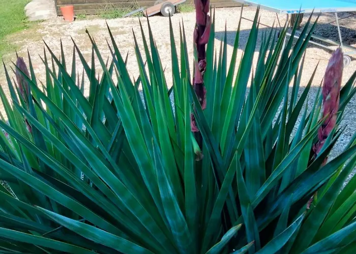 Les Volets Verts Saint-Antonin